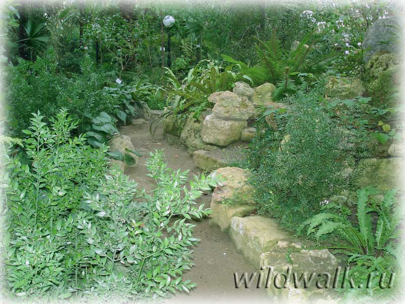 Ботанический сад. Узкая каменная дорожка в оранжерее.