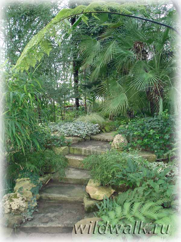 Ботанический сад. Зеленая лестница.