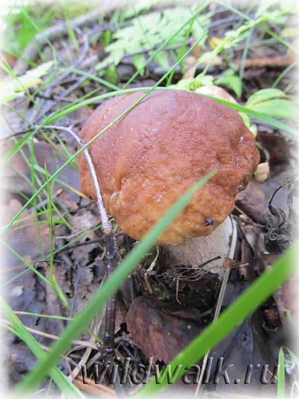 Фото белого гриба. Белый гриб на дороге