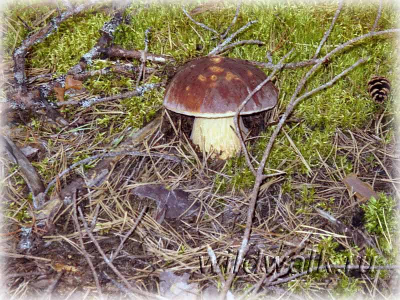 Фото белого гриба. Шоколадный боровик