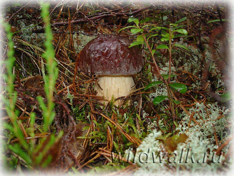Фото белого гриба. Боровик после дождя