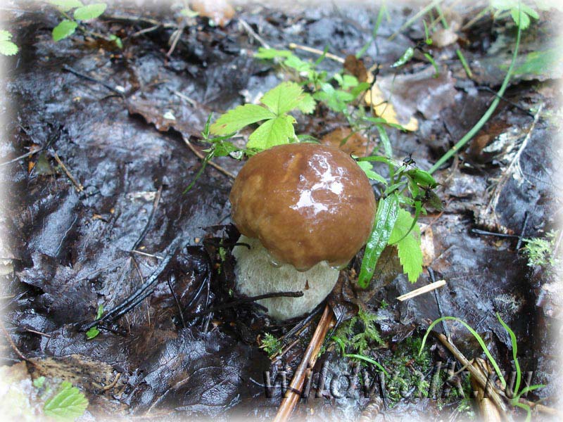 Фото белого гриба. Маленький белый на дороге после дождя