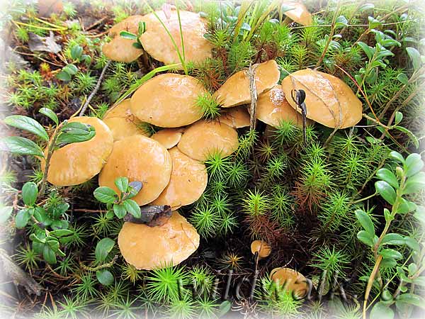 Семейство грибов козляков