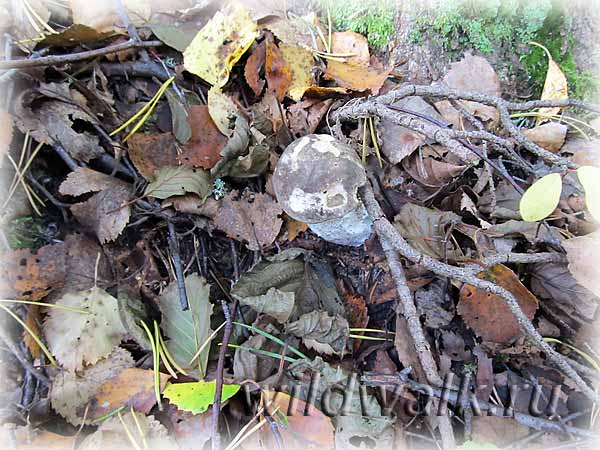 Замаскировавшийся гриб черноголовик