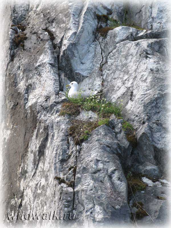 Чайка на скале. Горный парк Рускеала. Фото.